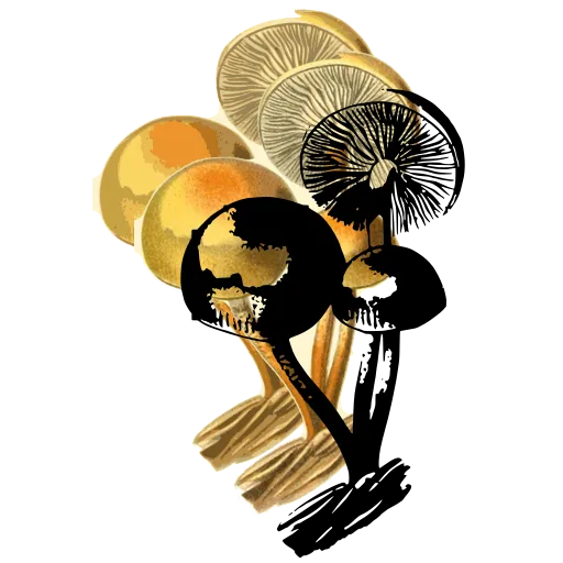 Three mushrooms on a log