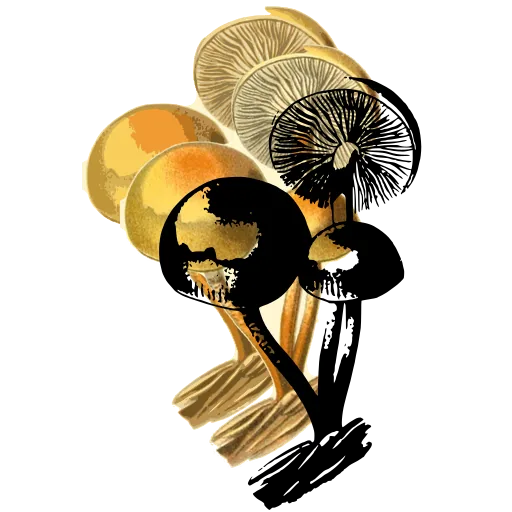 Three mushrooms on a log