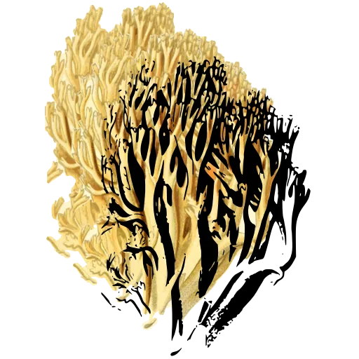 Branched coral fungus