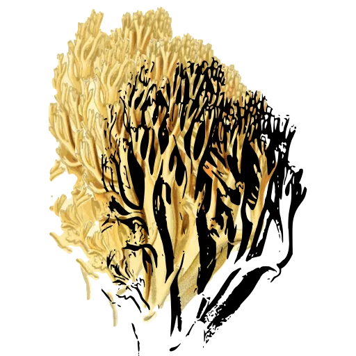 Branched coral fungus