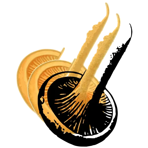 Upturned cap showing the gills
