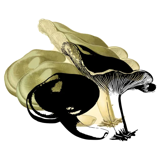 Wavy edged caps with running gills