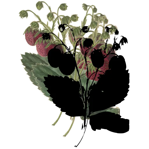 Strawberry plant in fruit
