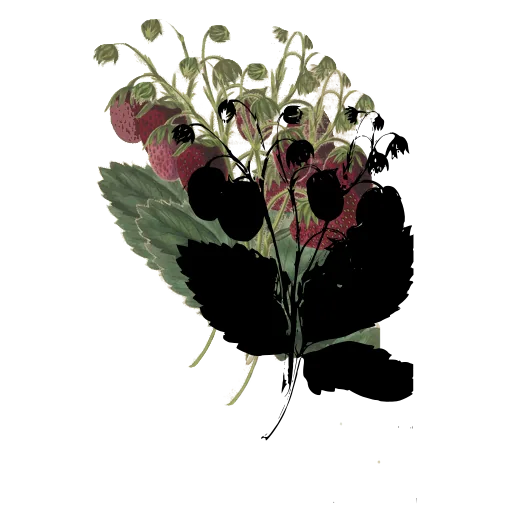 Strawberry plant in fruit