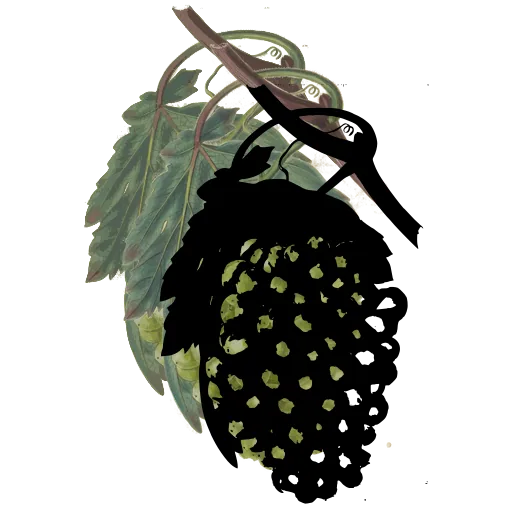 Hanging bunch of grapes