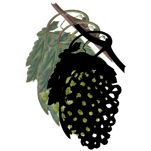Hanging bunch of grapes