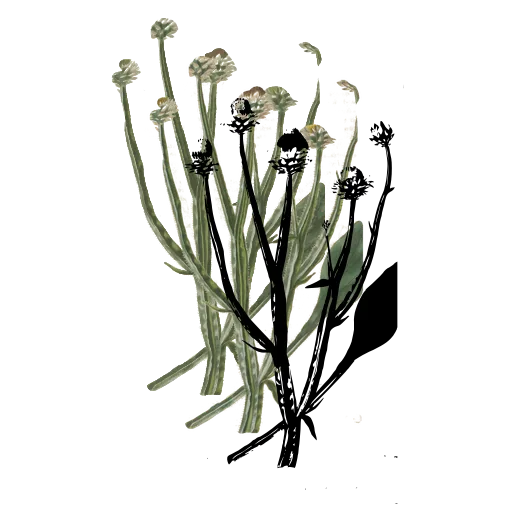 Three flower heads on stalks