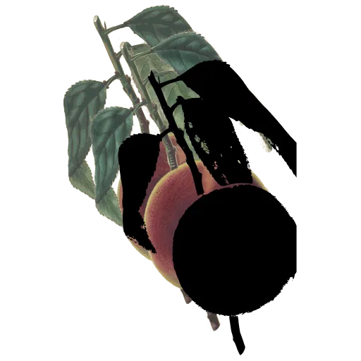 Peach on a branch