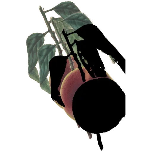 Peach on a branch