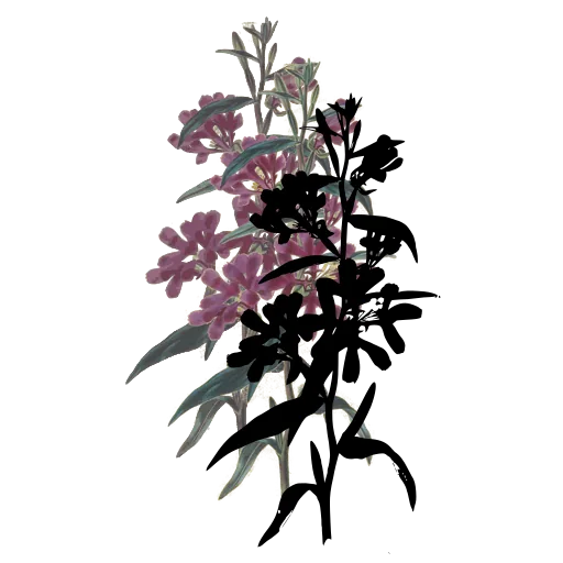 Branched flower cluster