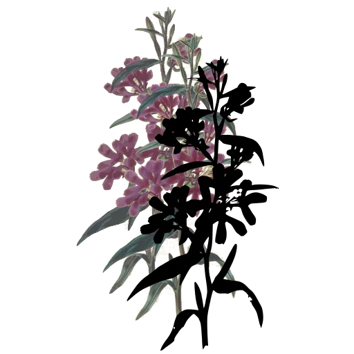 Branched flower cluster