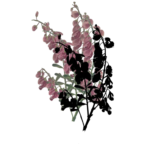 Spike of pea flowers