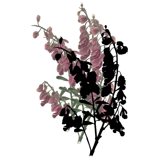 Spike of pea flowers