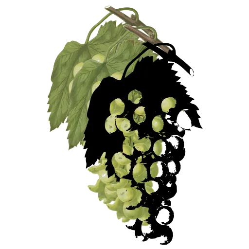 Grape bunch on the vine