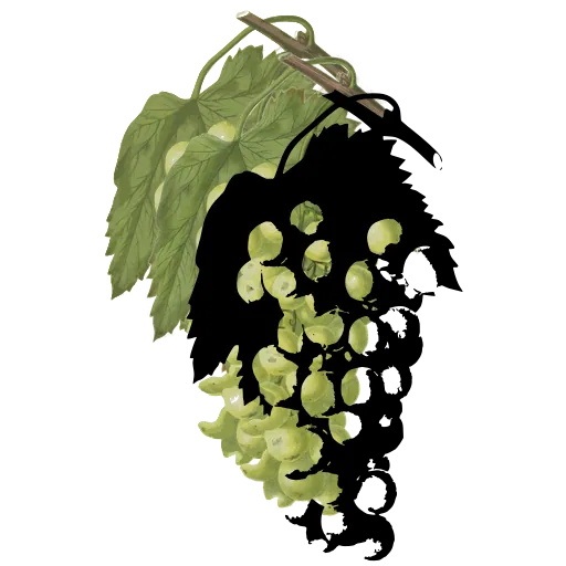 Grape bunch on the vine