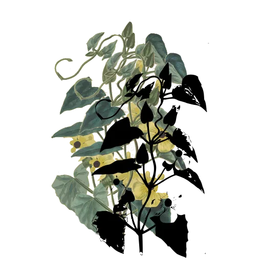 Flowering stem with heart shaped leaves