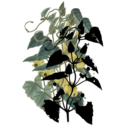 Flowering stem with heart shaped leaves