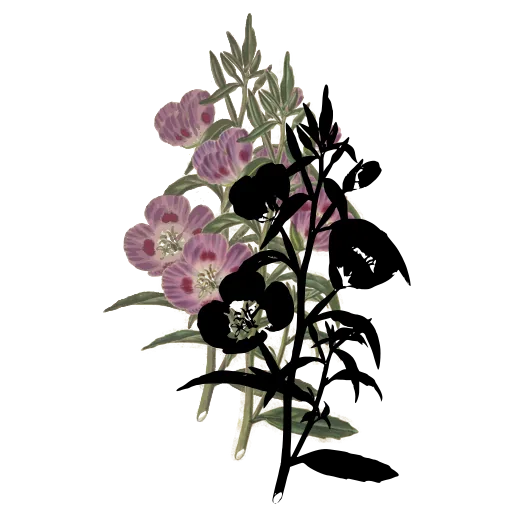 Flowering stem with buds