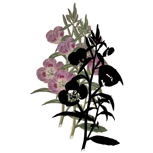 Flowering stem with buds