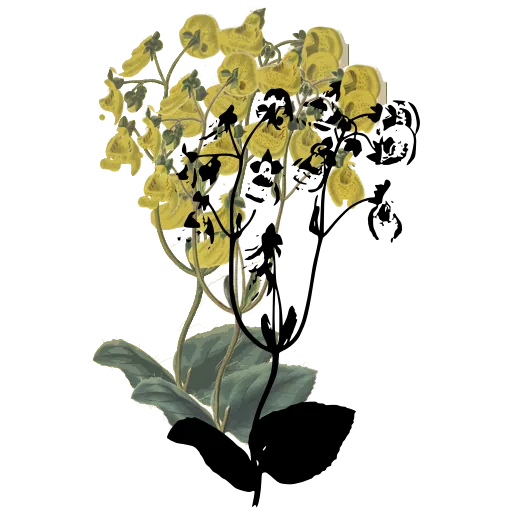 Flower umbel above broad leaves