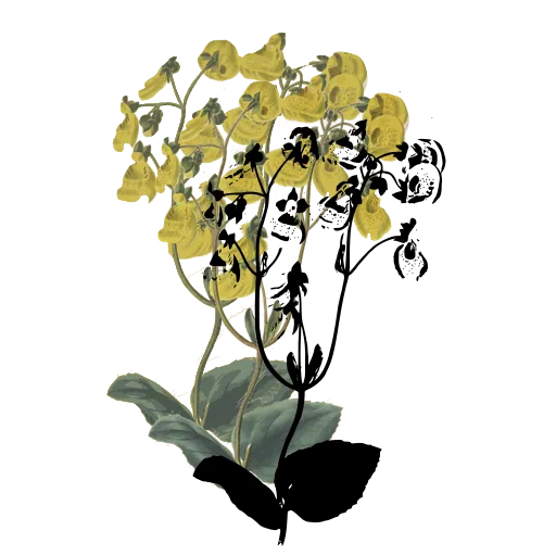 Flower umbel above broad leaves