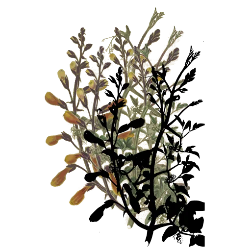 Flowering branch with pods