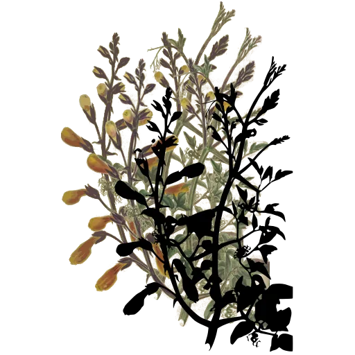 Flowering branch with pods