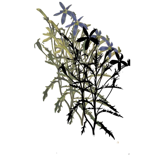 Bushy plant with cut leaves