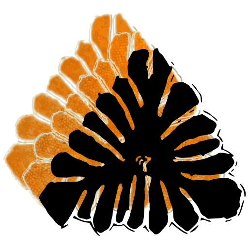 Lobed pollen grain