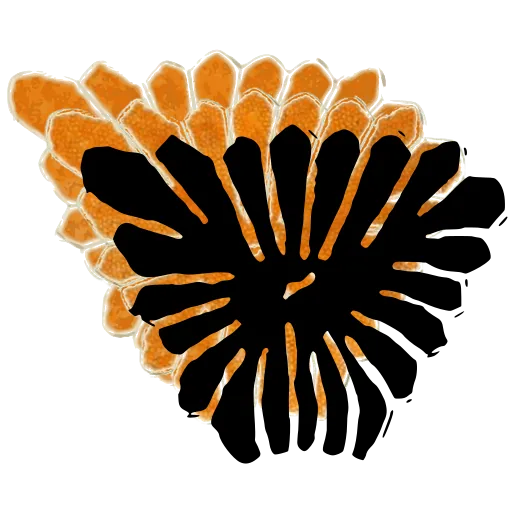 Rayed pollen grain