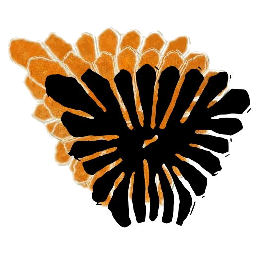 Rayed pollen grain
