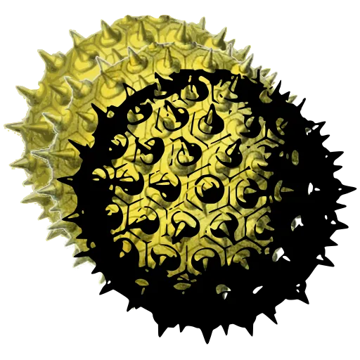 Spiny round pollen grain