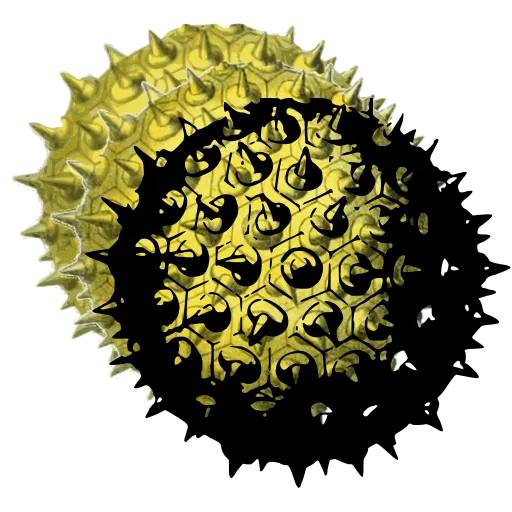 Spiny round pollen grain