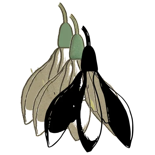 Snowdrop flower 01