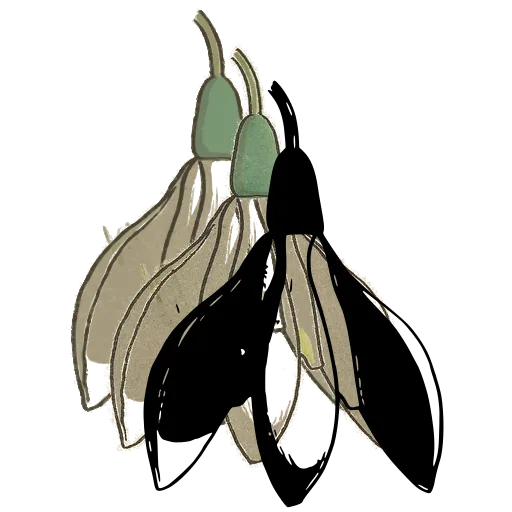 Snowdrop flower 01