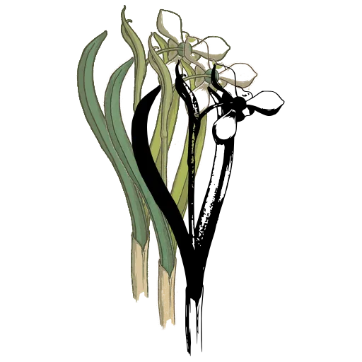 Strap-leaved flower with bud