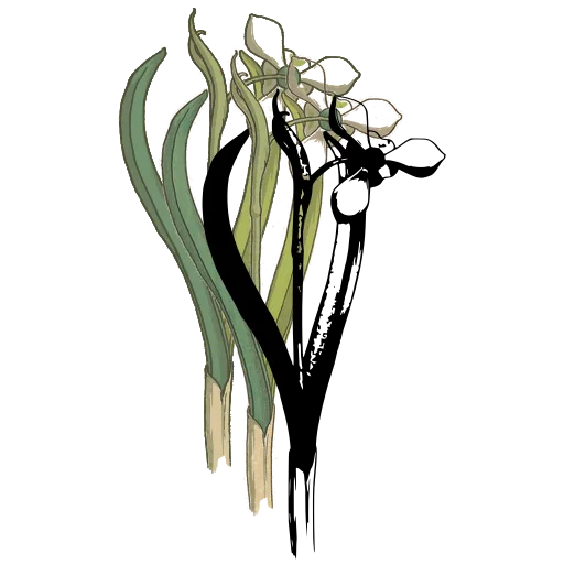 Strap-leaved flower with bud