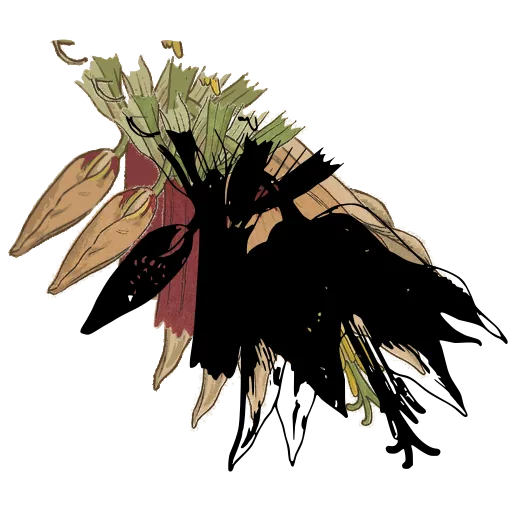 Shaggy fringed bloom