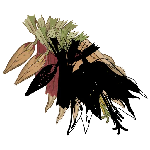Shaggy fringed bloom