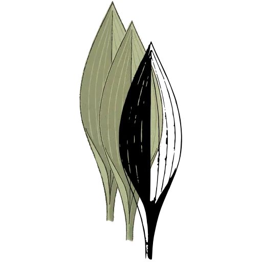 Lance-shaped veined leaf