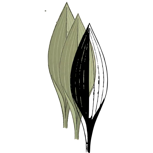 Lance-shaped veined leaf