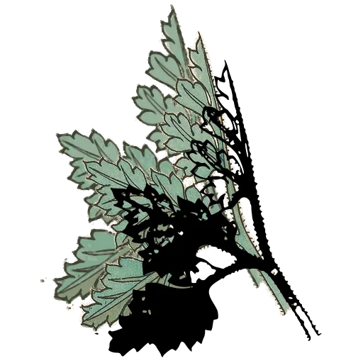 Lobed leaves on bristly branch