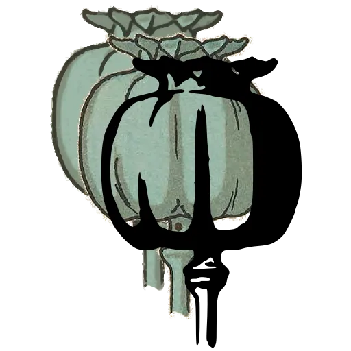 Poppy seed capsule