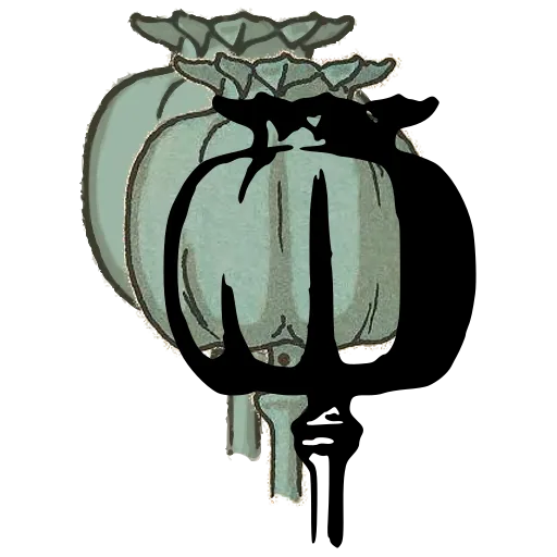 Poppy seed capsule