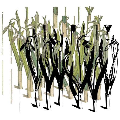 Row of snowdrops