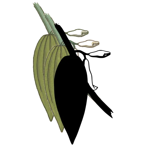 Pointed leaf with small bud