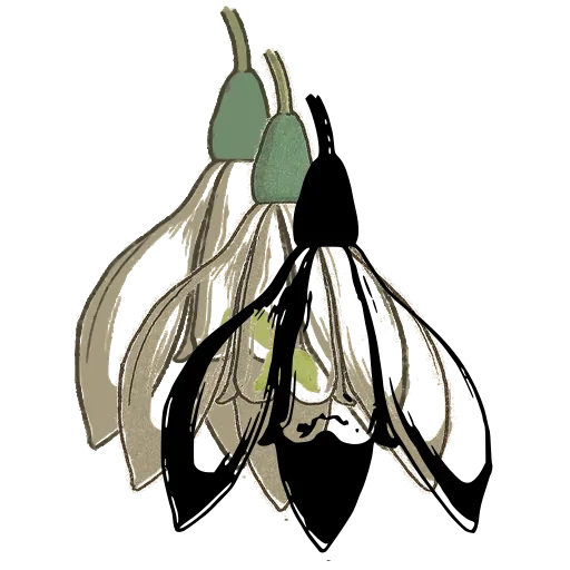 Snowdrop flower