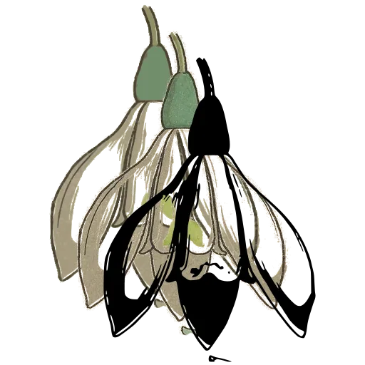 Snowdrop flower