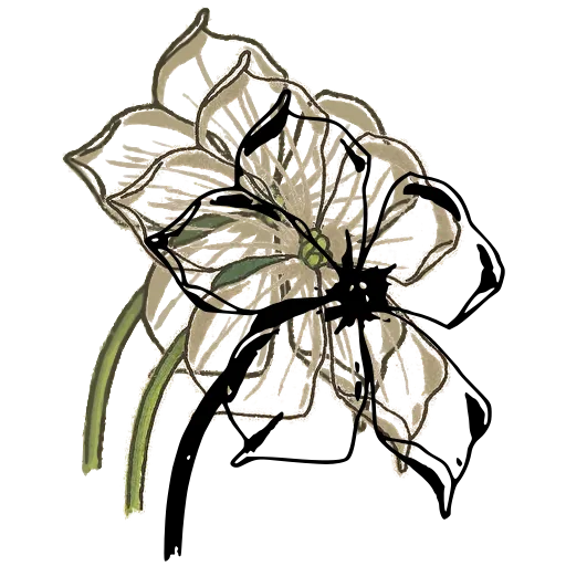 Five-petalled flower with wavy petals