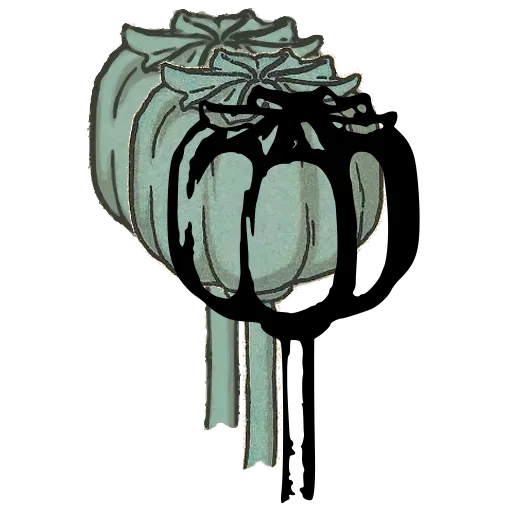 Poppy capsule on stem